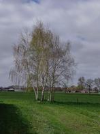 Zaailingen Ruwe Berk / 50 - 120 cm / gratis, Ophalen, Overige soorten, 400 cm of meer