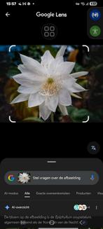 Stek  Koningin vd nacht, Ophalen of Verzenden, Halfschaduw, Minder dan 100 cm