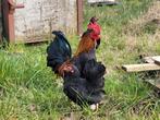 Serama haan met hennen, Dieren en Toebehoren, Kip, Meerdere dieren