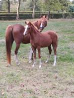 2 super mooie Welsh B hengstveulens, Dieren en Toebehoren, Pony's, Hengst, C pony (1.27m tot 1.37m), Gechipt, 0 tot 2 jaar