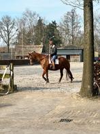 Bijrijder gezocht, Dieren en Toebehoren, Merrie, Recreatiepaard, 11 jaar of ouder
