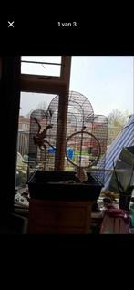 Vogelkooi, Dieren en Toebehoren, Ophalen, Zo goed als nieuw, Metaal, Vogelkooi