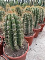 Cactus Trichocereus (Echinopsis Pasacana) 27cm pot., Huis en Inrichting, Kamerplanten, Ophalen of Verzenden, Minder dan 100 cm