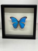 Morpho Didius in lijst 25 x 25 cm met beschadiging