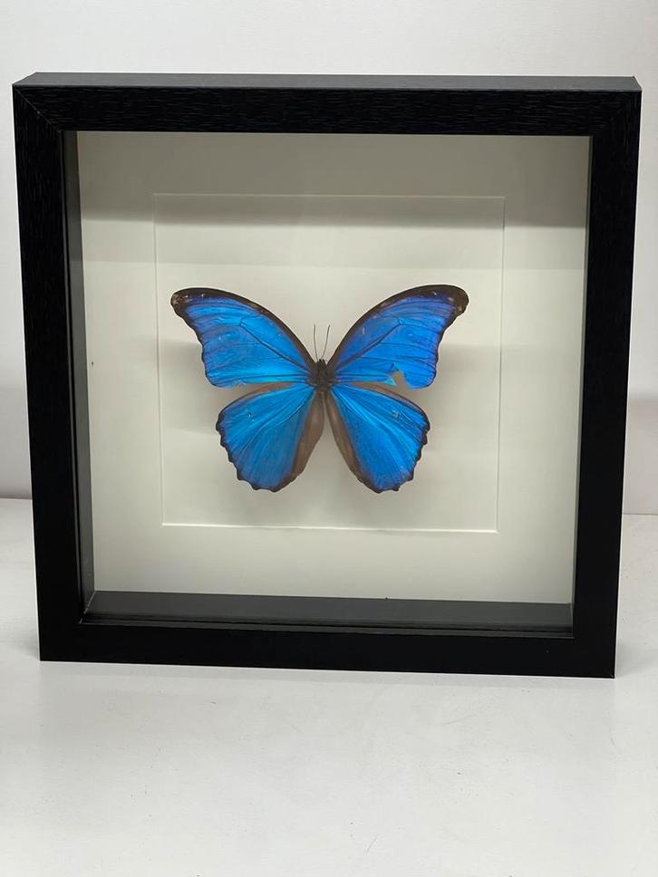 Morpho Didius in lijst 25 x 25 cm met beschadiging, Verzamelen, Dierenverzamelingen, Nieuw, Opgezet dier, Overige soorten, Ophalen of Verzenden