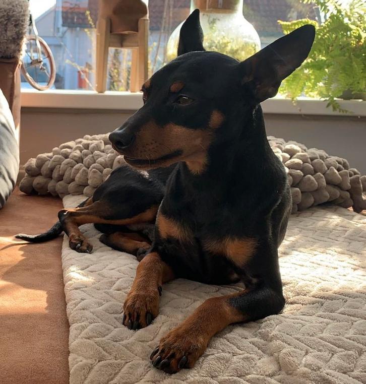 DEKREU dwergpincher black and tan, Dieren en Toebehoren, Honden | Dekreuen, Reu, Particulier, Eén hond, Nederland, 6 jaar of ouder