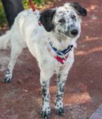Schoonheid Eliza, 10 maanden oude pup, Engelse Setter mix, Dieren en Toebehoren, Honden | Niet-rashonden, Rabiës (hondsdolheid)