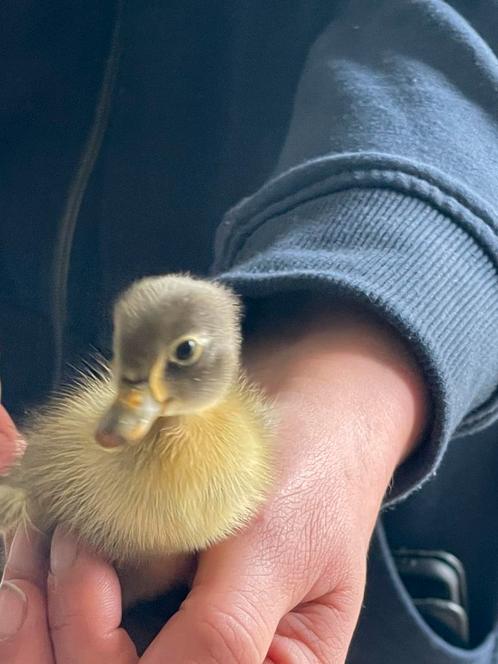 Tamme loopeendje, Dieren en Toebehoren, Pluimvee, Eend, Geslacht onbekend