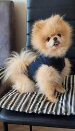 Pomeriaan, Dieren en Toebehoren, Honden | Poolhonden, Keeshonden en Oertypen, 6 jaar of ouder, Particulier, Rabiës (hondsdolheid)
