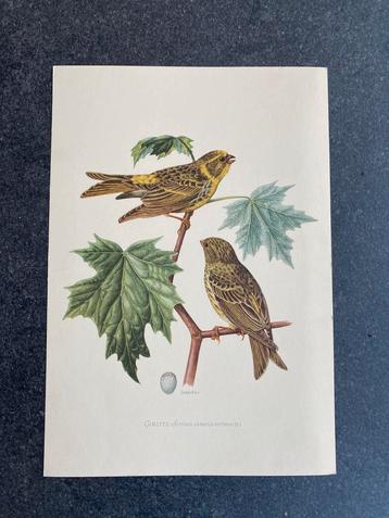 10 prenten zangvogels  16,5x24 samen 20 euro oa kneu beschikbaar voor biedingen