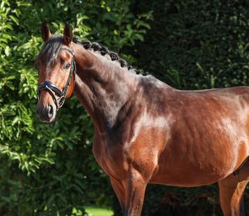 Knappe 3 jarige ruin beschikbaar voor biedingen