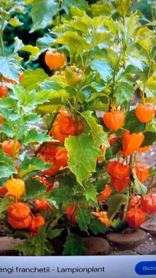 Lampionplanten - Physalus alkekengi, Tuin en Terras, Planten | Tuinplanten, Halfschaduw, Zomer, Ophalen