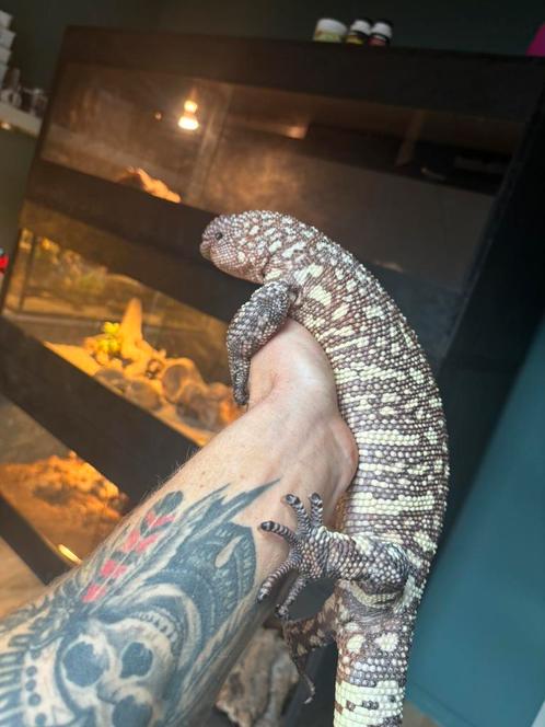 Heloderma horridum, Dieren en Toebehoren, Reptielen en Amfibieën, Slang