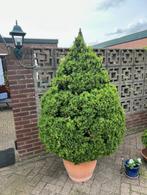 Buxus sierbomen, Tuin en Terras, Haag, Buxus, Ophalen, 100 tot 250 cm