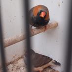 Mooi jong koppel zebravinken,2025., Meerdere dieren, Tropenvogel