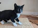 Zwart-wit poesje (katertje) zindelijk € 10,00, Dieren en Toebehoren, Katten en Kittens | Overige Katten, Kater, Kortharig
