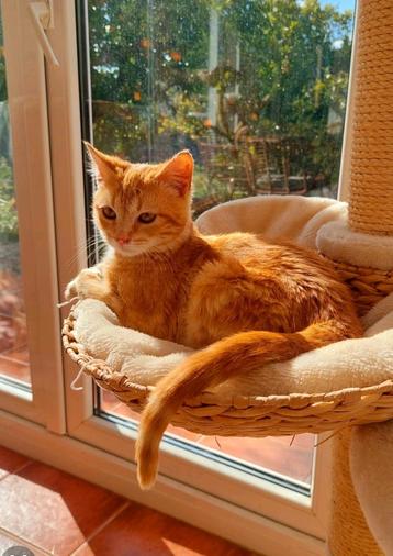 Lieve rode kitten Madhu beschikbaar voor biedingen