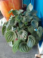 peperomia watermelon, Ophalen, Halfschaduw, Minder dan 100 cm