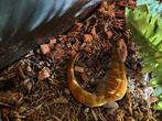 Te koop goudstof gekko, Dieren en Toebehoren, Reptielen en Amfibieën, Hagedis, 0 tot 2 jaar