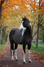 2022 paint horse ruin, Minder dan 160 cm, Ruin, 3 tot 6 jaar, Gechipt