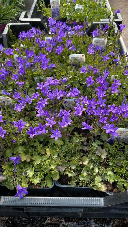 Campanula (bodembedekker) groenblijvend, Tuin en Terras, Planten | Tuinplanten, Bodembedekkers, Halfschaduw, Zomer, Ophalen