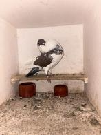 Duif, Dieren en Toebehoren, Vogels | Duiven, Mannelijk, Kropper