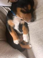 1 Jack Russel pup te koop, Dieren en Toebehoren, Overige rassen, 8 tot 15 weken, Teef, Meerdere
