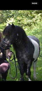 Leuke kinderpony met kar en toebehoren, Dieren en Toebehoren, Ruin, A pony (tot 1.17m), Gechipt, 11 jaar of ouder