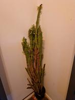 Grote Euphorbia Cactus 165cm met pot, Ophalen, Halfschaduw, 150 tot 200 cm, Groene kamerplant