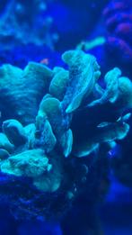 Koraal stekjes, Dieren en Toebehoren, Overige typen, Zoutwatervis, Schoolvis