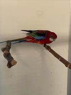 Rode rosella pop, Dieren en Toebehoren, Vogels | Parkieten en Papegaaien, Vrouwelijk, Parkiet