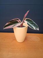 Calathea Triostar in pot, Huis en Inrichting, Kamerplanten, Ophalen