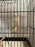 Groote witte man, Dieren en Toebehoren, Vogels | Kanaries, Mannelijk, Kleurkanarie