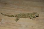 Mniarogekko Chahoua koppel, Dieren en Toebehoren, Hagedis, 3 tot 6 jaar