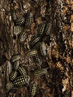 Armadillidium Gestroi, Isopods, pissenbedden, Geslacht onbekend