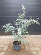 Eucalyptus Gunnii 'Blue Ice' - Eucalyptusplant/Gomboom H74cm, Tuin en Terras, Volle zon, Vaste plant, Bloeit niet, Ophalen