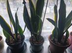 Mooie sanseveria's, Huis en Inrichting, Kamerplanten, Ophalen, Overige soorten, Minder dan 100 cm