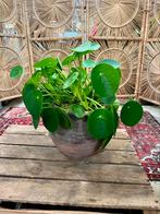 Pannenkoekenplant met pot, Ophalen, Overige soorten, Minder dan 100 cm