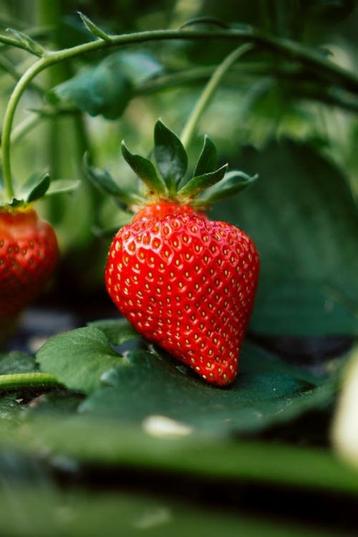 Restpartij 6 grote Beltran aardbeienplanten beschikbaar voor biedingen