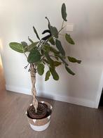 Ficus boom (120cm) without pot, Ophalen, Ficus, 100 tot 150 cm, Halfschaduw