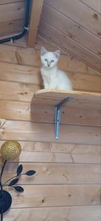Lilac ragdoll poes met  stamboom van 5 april 2025, Poes, Ontwormd
