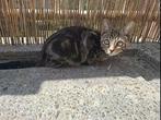 Laatste kitten over, Poes, Ontwormd, 0 tot 2 jaar