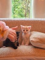 Kater kitten rood wit, Dieren en Toebehoren, Katten en Kittens | Overige Katten, Kater