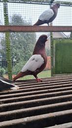 Wener witschild tuimelaars, Ophalen of Verzenden, Vee