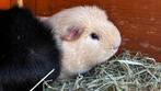 Cavia Beertjes, Dieren en Toebehoren, Knaagdieren, Cavia, Mannelijk, Juli, Tam