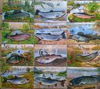 Serie posters van vissen getekend/geschilderd door J. Scholz, Nieuw, Ophalen of Verzenden, Rechthoekig Staand