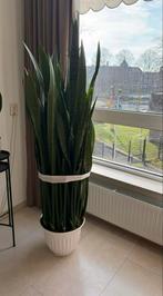 Grote Sansevieria in pot, Ophalen, Overige soorten, Halfschaduw, In pot