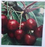 Te koop bBoompjes en struiken voor aanplant, Ophalen, Overige soorten, Struik, 100 tot 250 cm