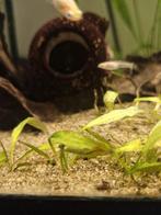 Aquarium plant - echinodorus bleheri, Dieren en Toebehoren, Vissen | Aquariumvissen, Vis