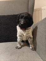 Prachtige friese stabij pups, Dieren en Toebehoren, Overige rassen, 8 tot 15 weken, Meerdere, Meerdere dieren